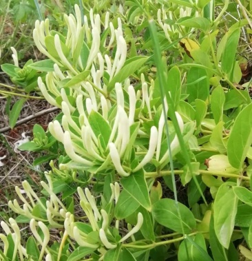 豫金3号金银花,花蕾大,易采摘.产量高,不拖秧.