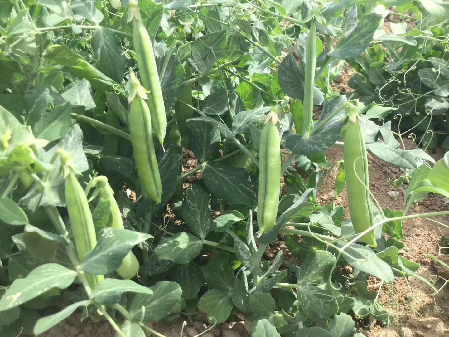 豌豆角种植田地图