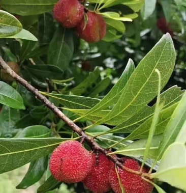 [杨梅批发]杨梅价格9.00元/斤 - 一亩田