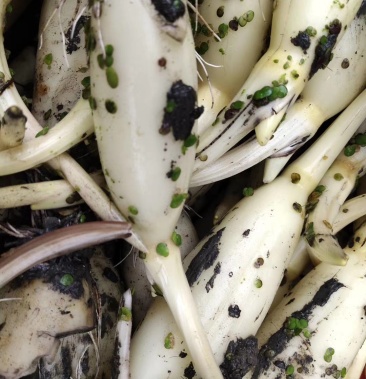 [莲藕批发]马踏湖脆藕价格28.00元/斤 - 一亩田