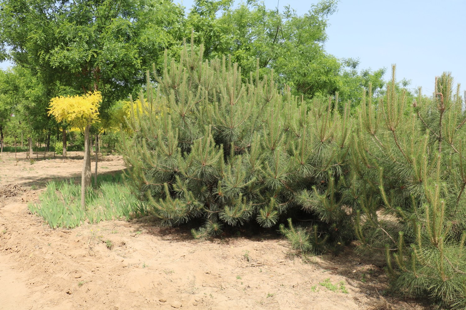 油松树林在山地环境中的整体景观,展现其群落结构和生态功能 油松树林在山地环境中的整体景观