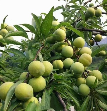 酸酸甜甜四月李,青脆李子