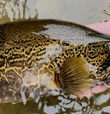 [斑鳜批发]斑鳜,圆桶鳜价格105.00元/斤 - 一亩田