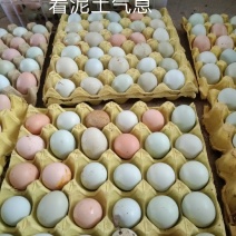 农家散养土鸡蛋绿壳土鸡蛋天天生态土鸡园绿色健康食品