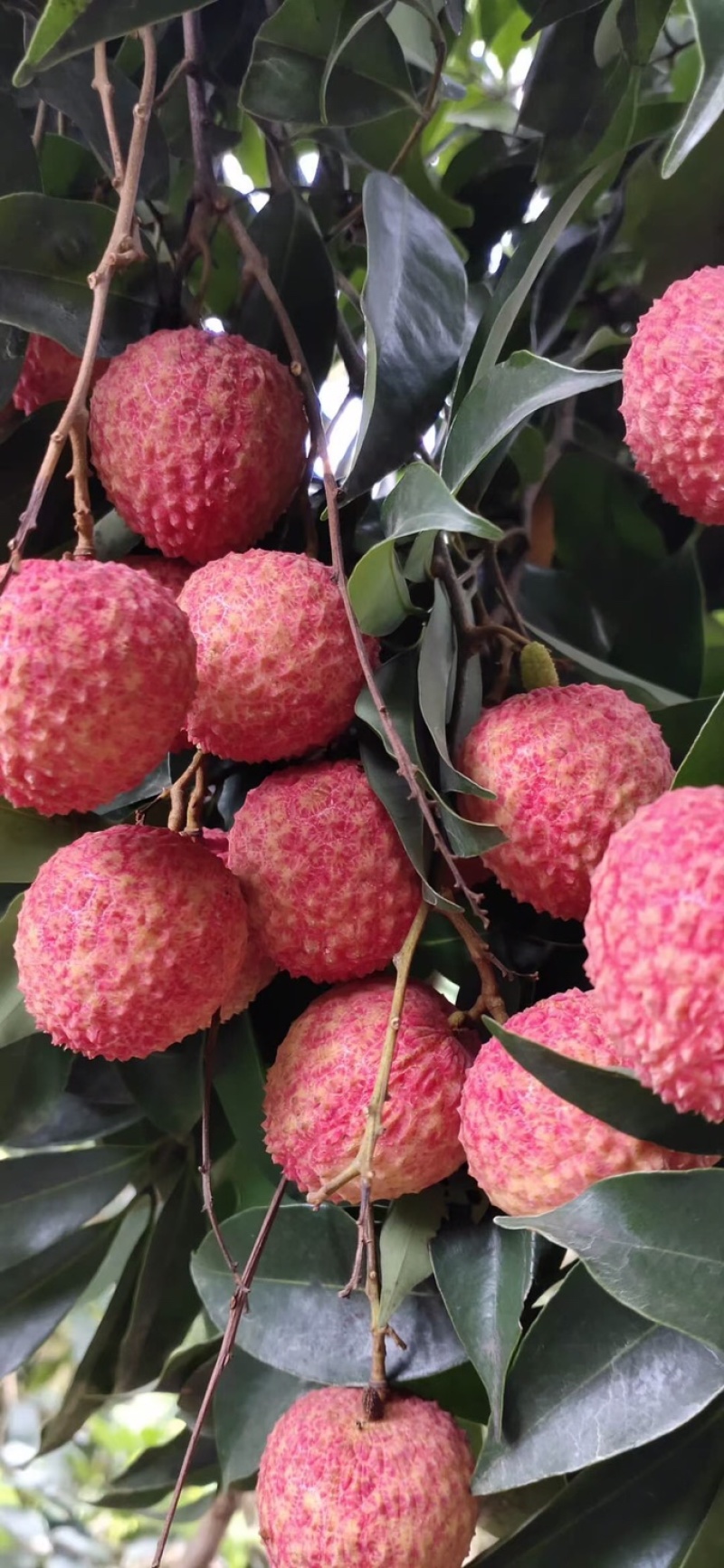 广东广州增城区荔枝 8.50元/斤增城桂味荔枝