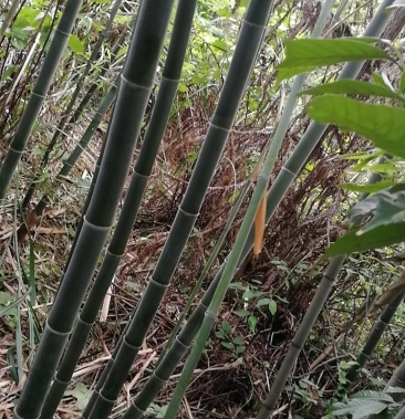 江西彭泽,优质竹竿,3一6米,坚韧,结实,有弹性.