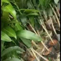 金煌芒果苗产地直销，成活率高，免费指导，欢迎来电