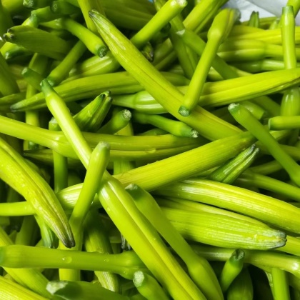 保定黄花菜价格行情走势 - 一亩田