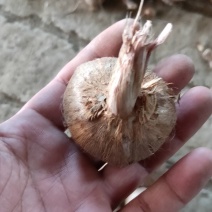 藏红花种球