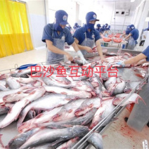 越南巴沙鱼，淡水养殖，色泽鲜艳，急冻锁鲜，肉质鲜嫩