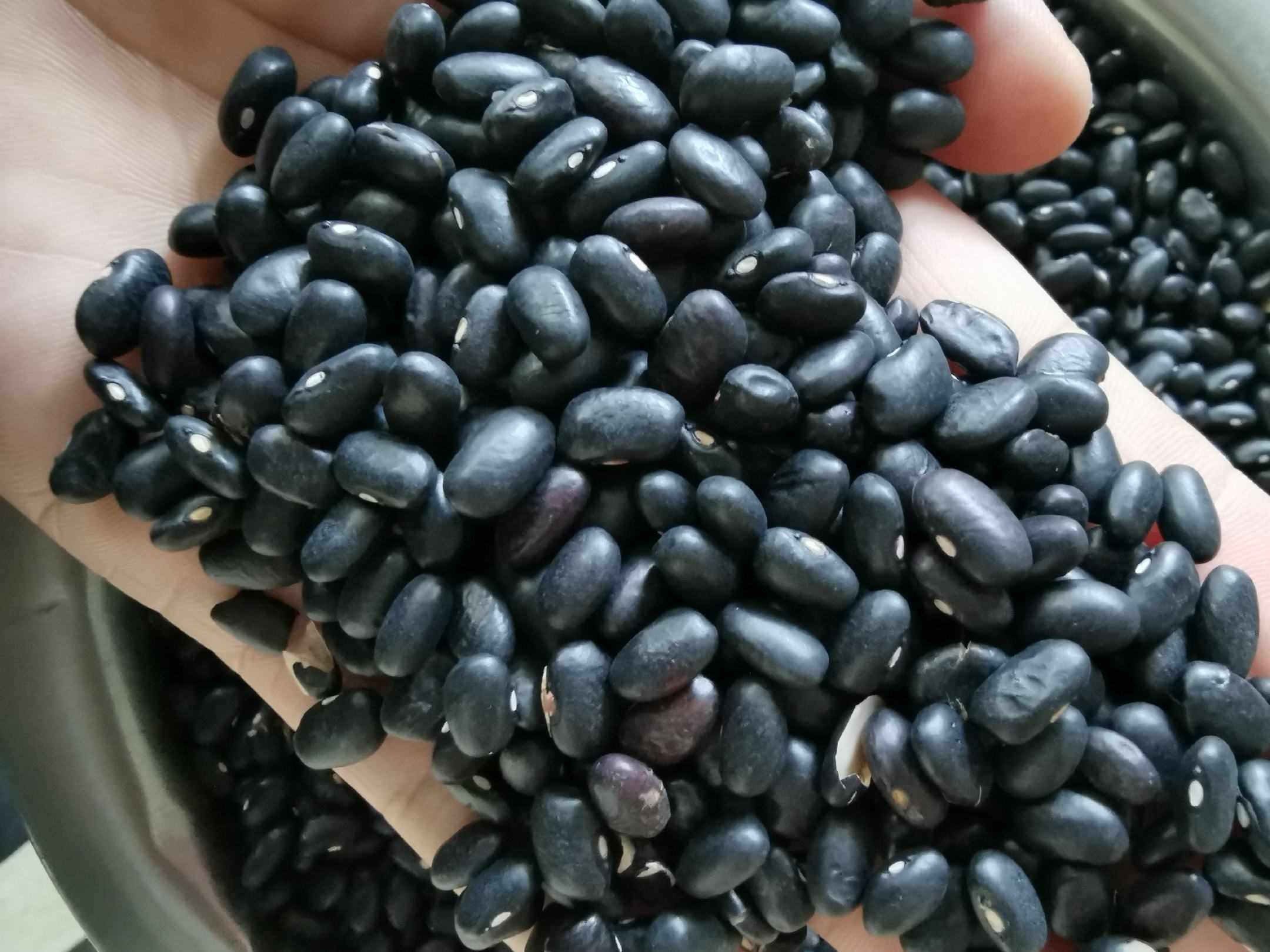 黑芸豆与白芸豆营养成分对比图