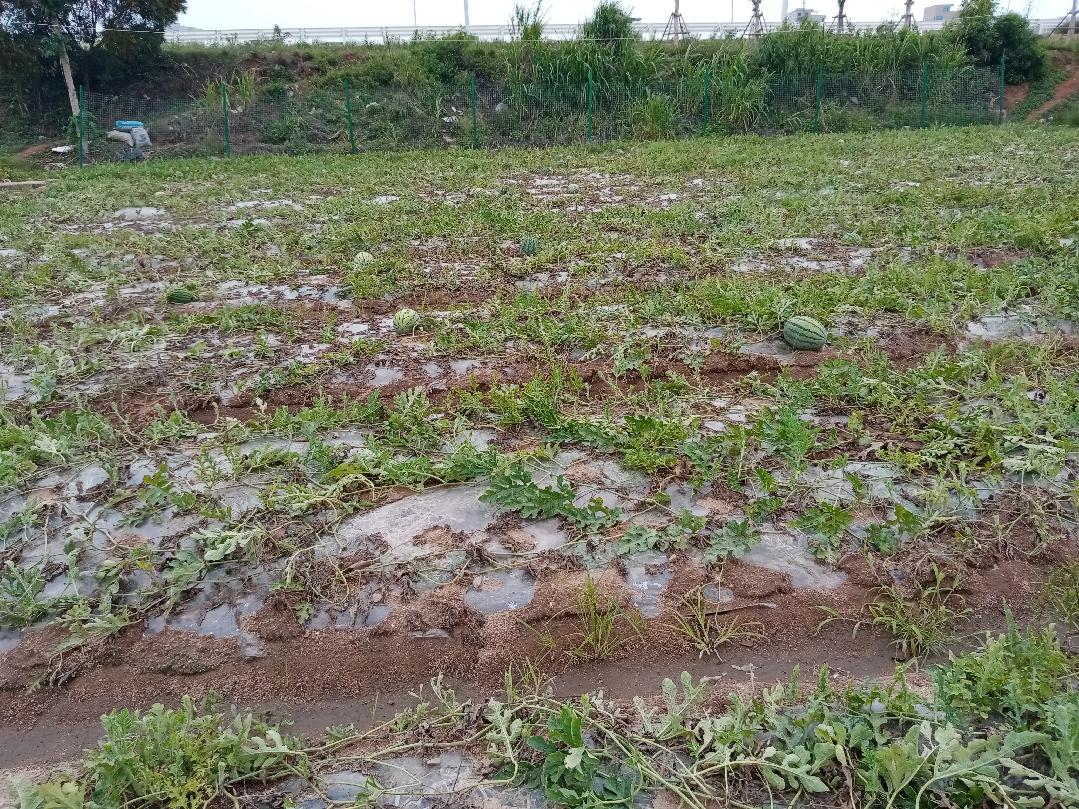 一片整齐的黑美人西瓜田地,瓜藤蔓延,果实饱满,农民正在田间劳作 黑美人西瓜种植基地