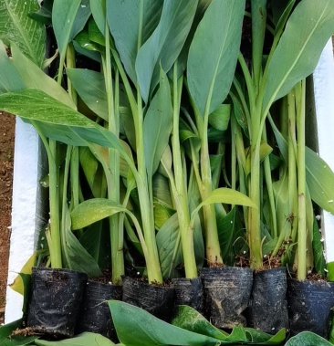 大量供应香蕉苗粉蕉苗