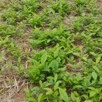 木荷芽苗，江西木荷苗，自家苗圃直供，根系发达