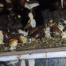 白玉蜗牛