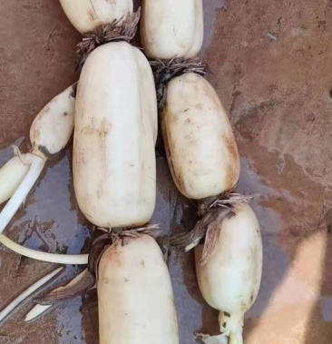 [莲藕批发]连藕价格3.80元/斤 - 一亩田