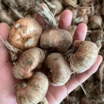 优质藏红花种球（番红花）。出花率高、品种纯正，得到好评