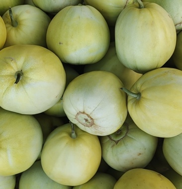 广西甜瓜景甜5号甜瓜正宗香瓜甜脆香瓜产地直发代收代发