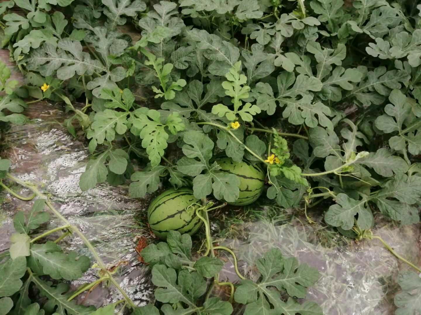 航拍视角:山东寿光连栋温室群内早春红玉吊蔓栽培实景,黑色滴灌带精准供水,每株单留1果并悬挂蓝色标识牌,藤蔓整齐垂落于离地1.2米钢丝架上,地面铺设反光银膜增强下部光照,环境传感器实时监测温湿度 早春红玉标准化大棚种植场景