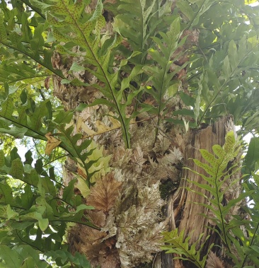 [骨碎补批发]野生新鲜骨碎补价格6.00元/斤 - 一亩田