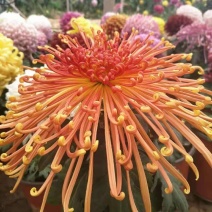 基地直销观赏菊花盆景花卉鲜花除甲醛