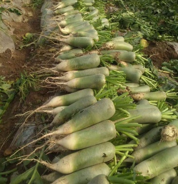 大棚货新鲜水果萝卜115斤起