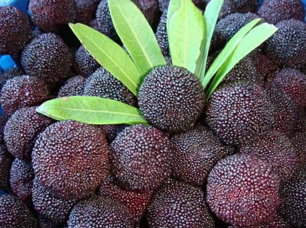 东魁杨梅特写展示其果实大小