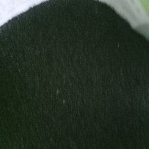 出售黄芪苗子？黄芪种子