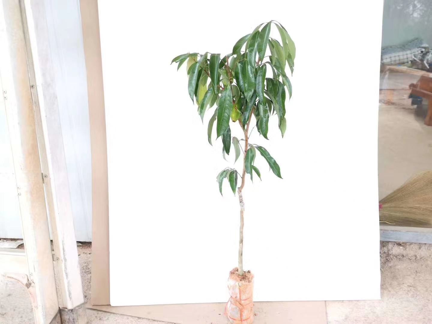 展示无核荔枝苗的幼苗形态和健康生长状态 无核荔枝苗展示