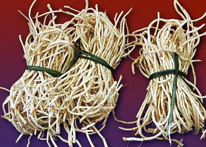 银条菜与鱼腥草根对比图