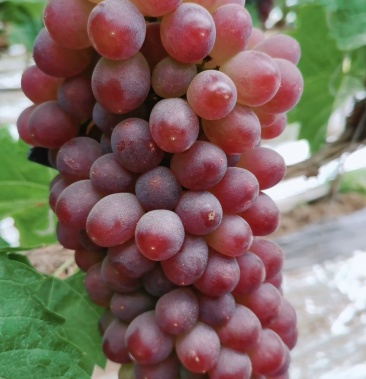 [葡萄批发]着色香葡萄价格7.00元/斤 - 一亩田