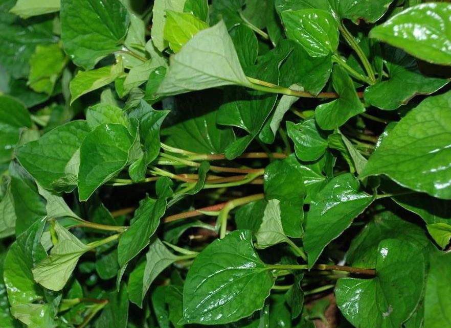 一株新鲜的鱼腥草,展示其完整的地上茎叶与地下白色根茎部分,根部略带泥土,茎叶呈绿色,整体形态清晰,适合用于说明鱼腥草的植物结构 鱼腥草新鲜植株特写