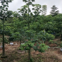 美丽异木棉