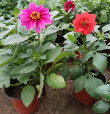 [大丽花批发]大丽花(地瓜花)又名天竺牧丹价格5.00元/棵 - 一亩田