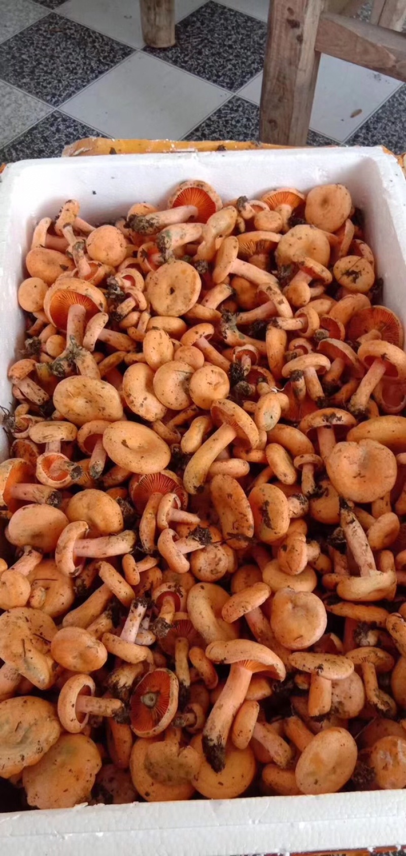 [野生菌批发]广西桂林象山区野生菌 28.00元/斤松树菌,松乳 _ 一亩田