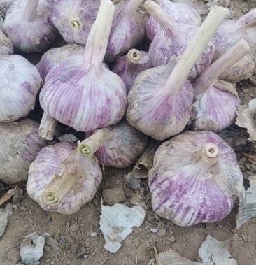 河南开封通许干大蒜陆续上市
