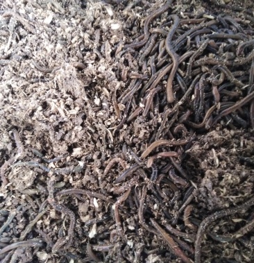 [蚯蚓批发]蚯蚓品种王价格18.00元/斤 - 一亩田