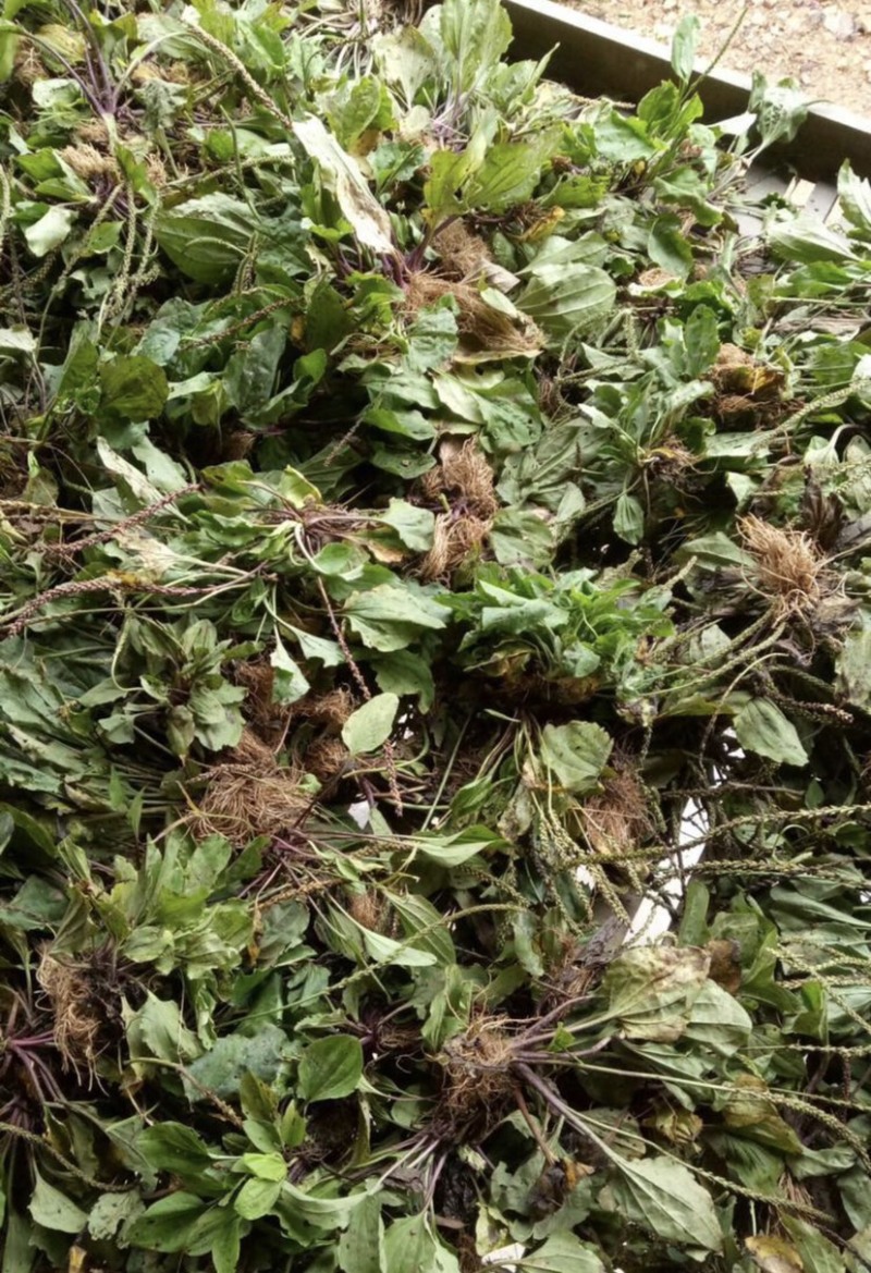 车前草亩产多少(车前草亩产多少斤干草)