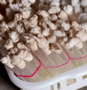 羊肚菌菌种营养袋以及专用遮阳网