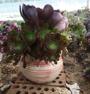 铜玫瑰法师叶展25,15头