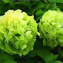 千层牡丹，观赏牡丹，牡丹种苗