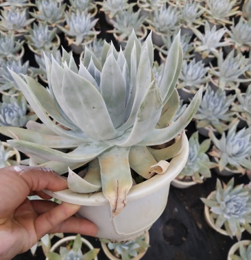 [多肉植物批发]210盆雪山价格25.00元/棵 - 一亩田
