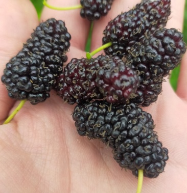 桑蚕果大量上市新鲜桑蚕果