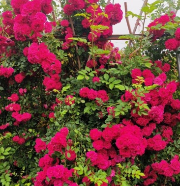 花卉盆景观花植物红花蔷薇藤本月季