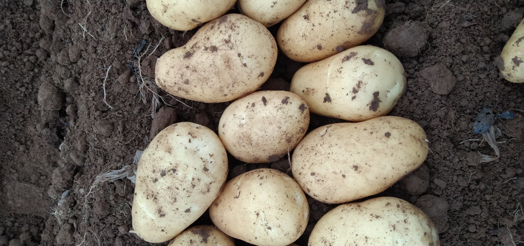 刚采收的荷兰十五土豆堆放在田边