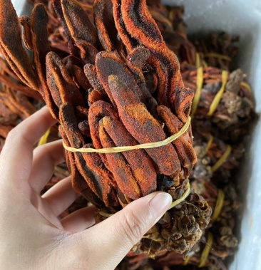 野生回春草 大货批发 包邮 量大价优货源充足