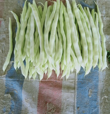 [白不老批发]白豆角,辽宁北镇白不老豆角大量上市中,今年质量特殊好