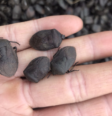 [九香虫批发]九香虫价格270.00元/斤 - 一亩田