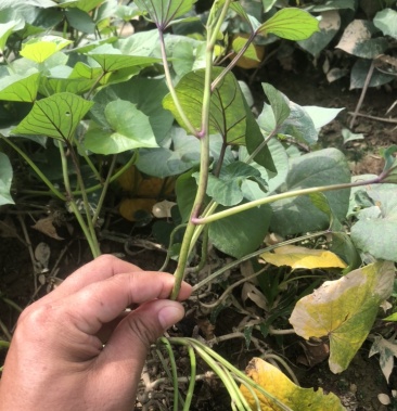 [红薯苗批发]心香红薯苗价格0.10元/棵 - 一亩田