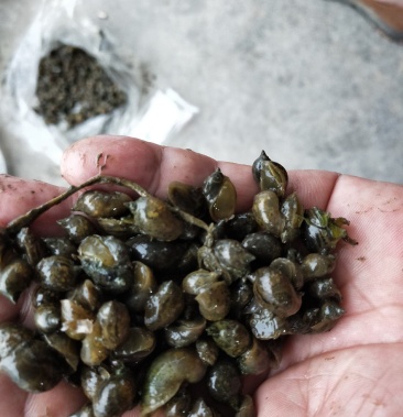 [田螺批发]漂螺水蛭苗期专用价格17.00元/斤 - 一亩田